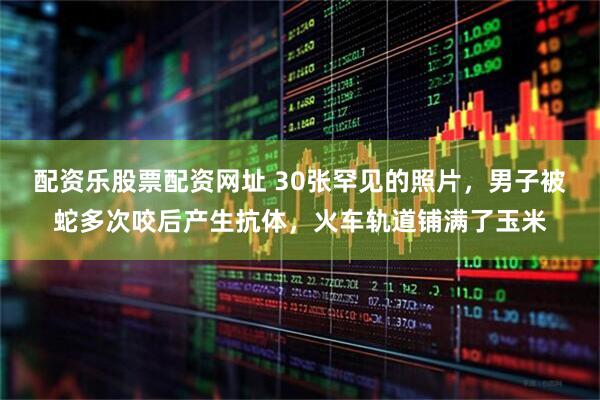 配资乐股票配资网址 30张罕见的照片，男子被蛇多次咬后产生抗体，火车轨道铺满了玉米